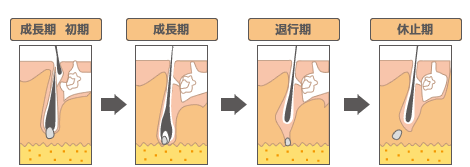 脱毛はムダ毛の毛周期に合わせて施術を受けて頂きます。
個人差はありますが、2~3 ヶ月に一度のペースで1年に5回光照射を行うとよく脱毛できると言われています。